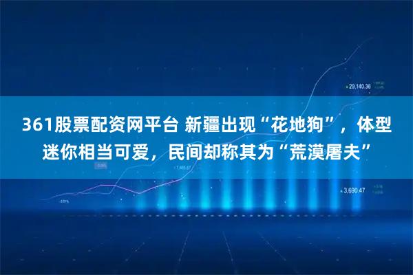 361股票配资网平台 新疆出现“花地狗”，体型迷你相当可爱，民间却称其为“荒漠屠夫”