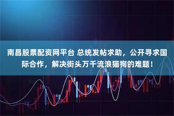 南昌股票配资网平台 总统发帖求助，公开寻求国际合作，解决街头万千流浪猫狗的难题！